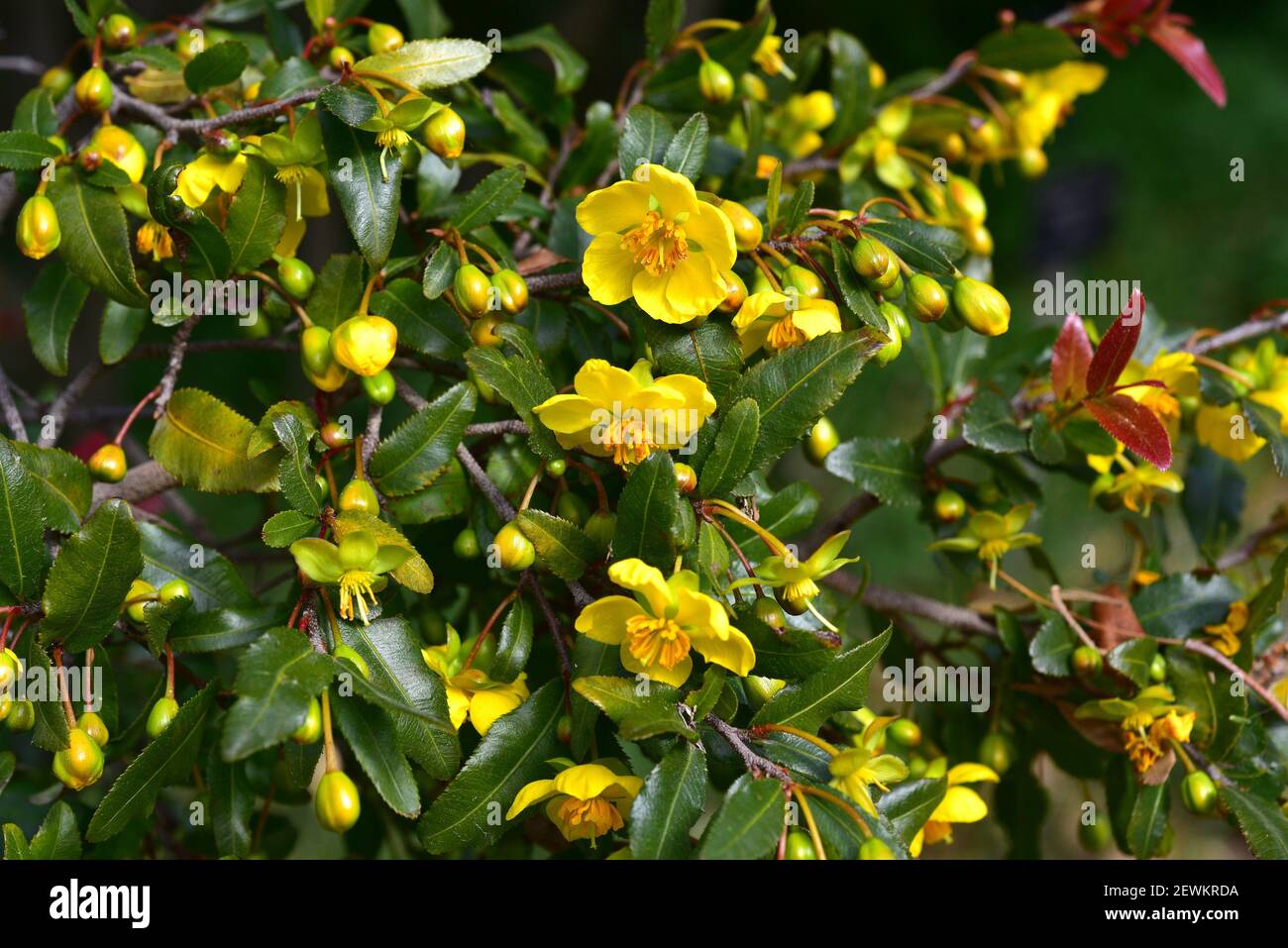Carnival ochna or Mickey Mouse bush (Ochna serrulata) is a shrub endemic to South Africa. Flowery plant. Stock Photo