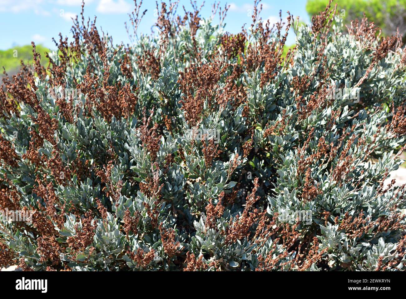 Salado (Limoniastrum monopetalum) is an halophyte shrub native to northwestern Africa and southwestern Spain and naturalized in Delta del Ebro. This Stock Photo