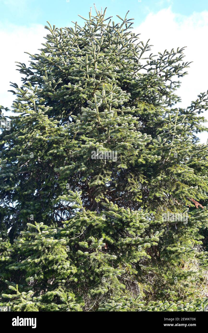 Cilician fir or Taurus fir (Abies cilicica) is an evergreen coniferous tree native to Turkey and in some localities of Lebanon and Syria. Stock Photo