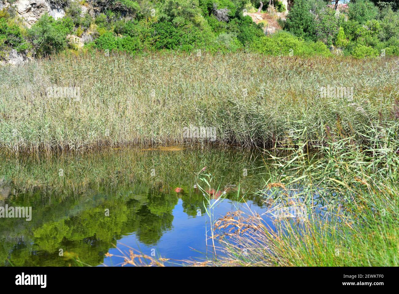 Reed common hi-res stock photography and images - Alamy