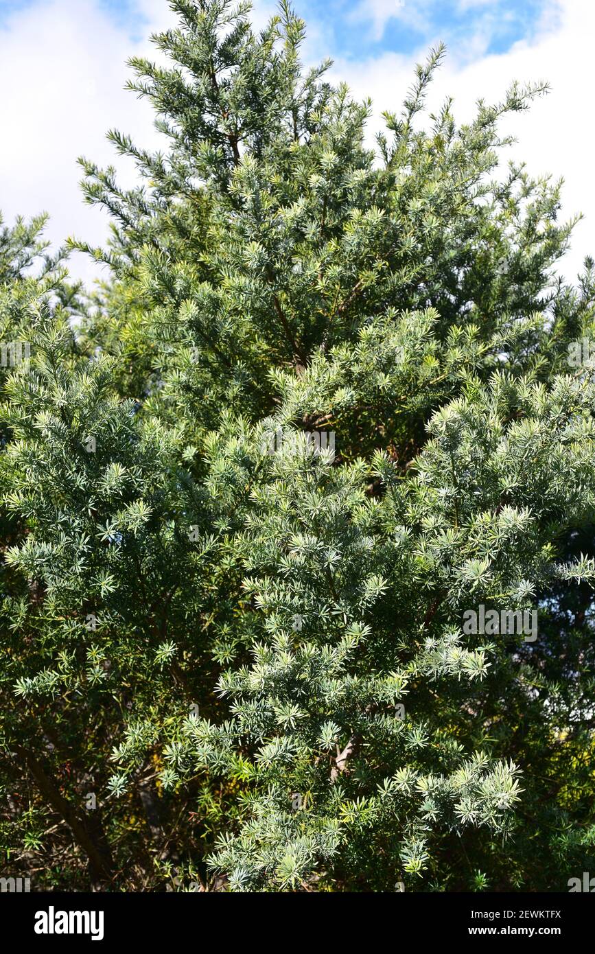 Breede River yellowwood (Podocarpus elongatus) is an evergreen coniferous tree native to South Africa. Stock Photo