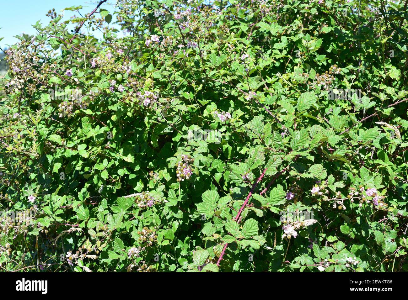 Elmleaf blackberry (Rubus ulmifolius) is a thorny shrub native to Europe and north Africa and naturalized in North America, South America and Stock Photo