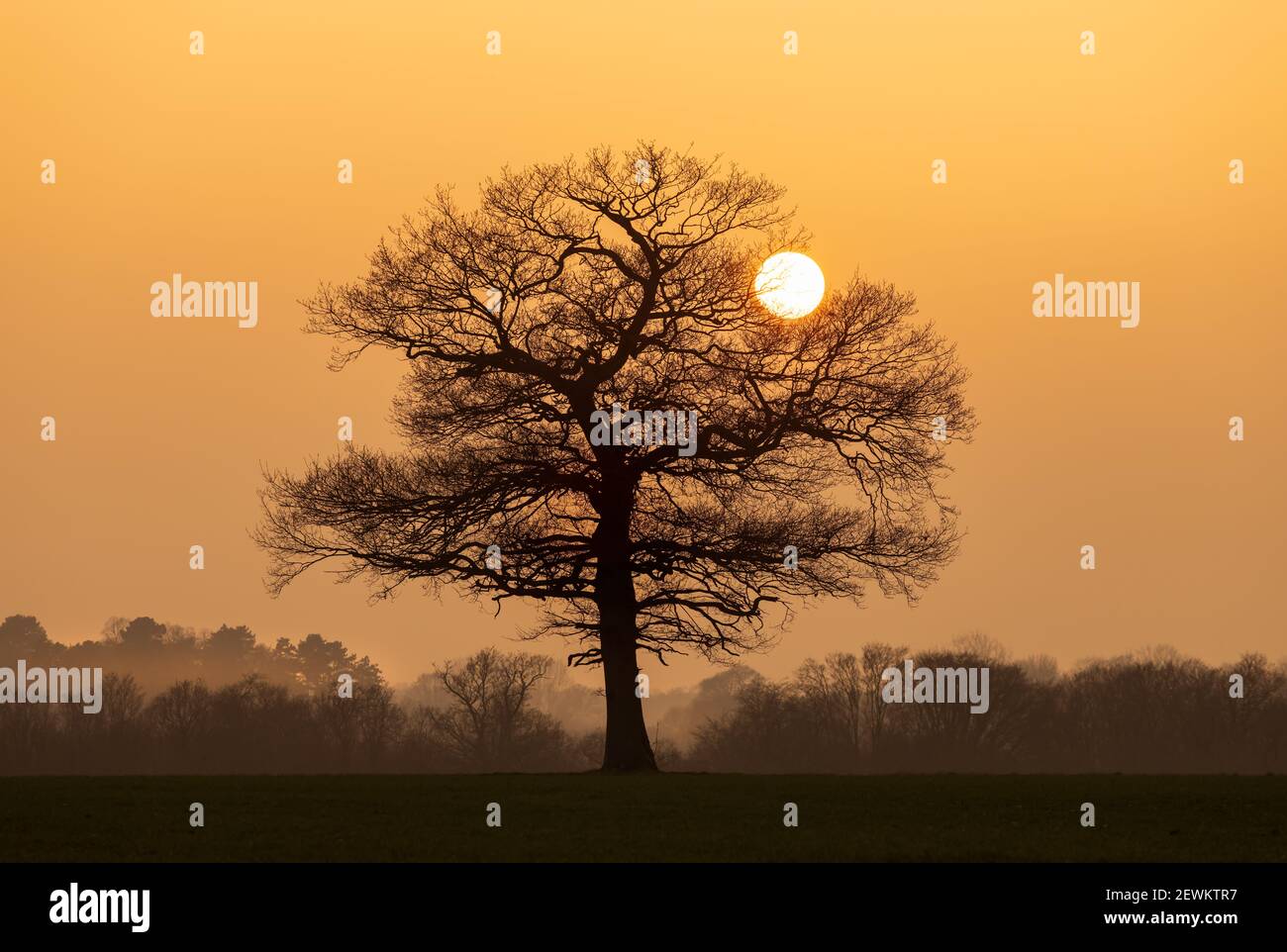 Silhouette of a solitary oak tree in a field in early spring shortly before sunset. Much Hadham, Hertfordshire. UK Stock Photo