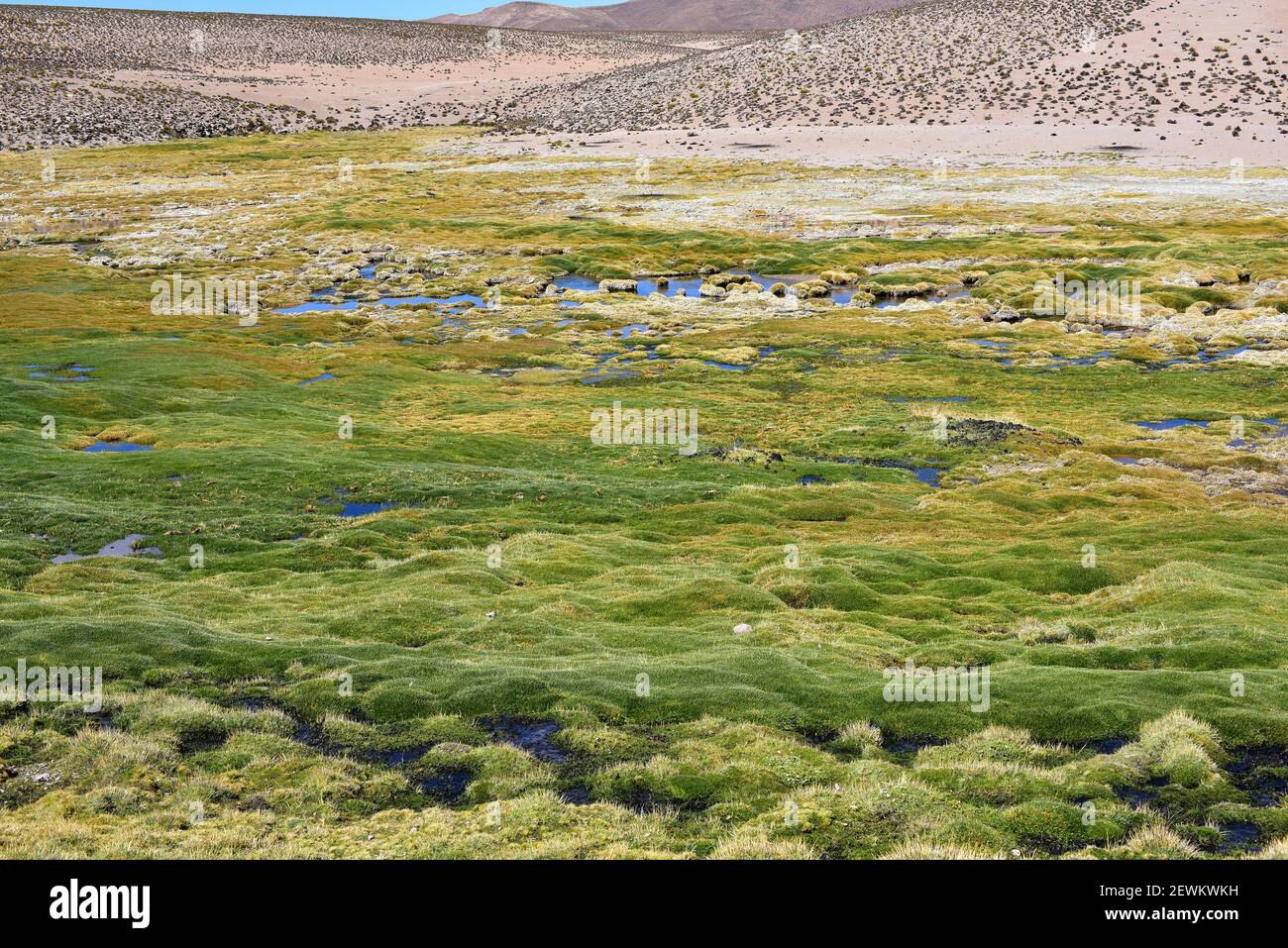 Bofedal (wetland) is a montane grassland whose dominant plant species are Distichia muscoides and Oxychloe andina (Juncaceae family). This photo was Stock Photo
