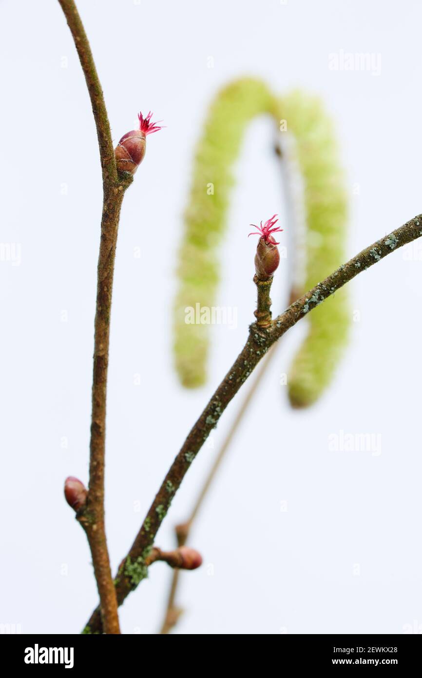 Hazel with female blossoms and male catkin Stock Photo