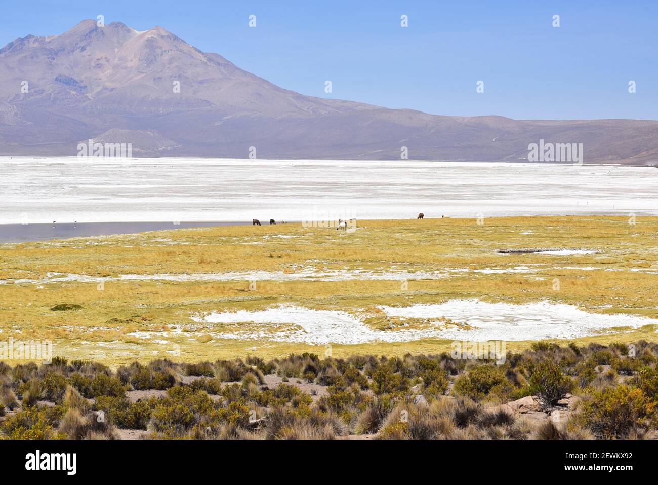 Salar de Surire Natural Monument. In the foreground paja brava (Festuca orthophylla). Norte Grande de Chile. Stock Photo