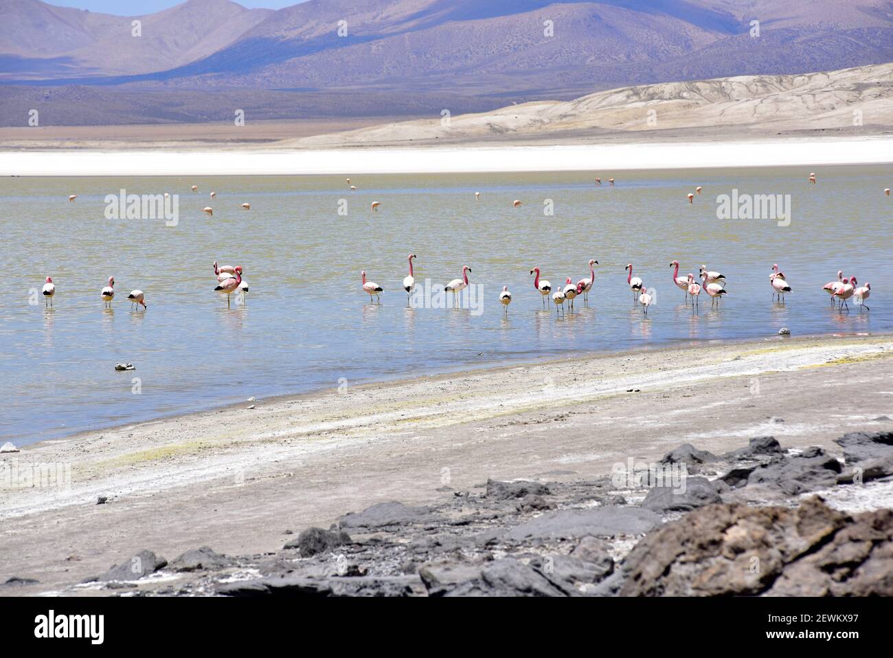 Salar de Surire Natural Monument. Flamingos. Norte Grande de Chile. Stock Photo