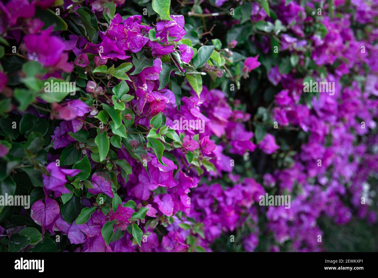 Close-up of a variegated bush with lilac leaves. Exotic plants of Egypt. Stock Photo