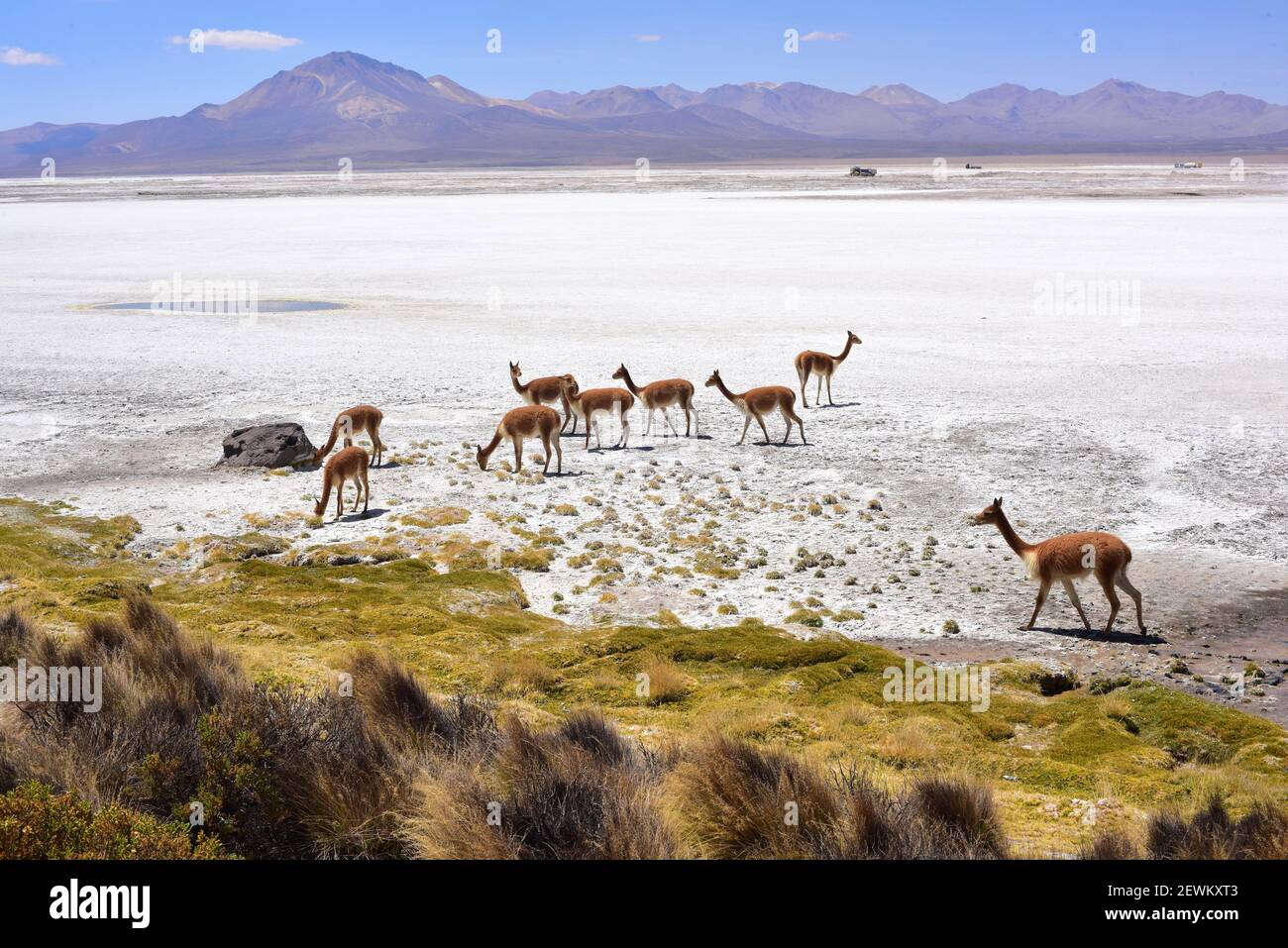 Salar de Surire Natural Monument. Vicuñas. Norte Grande de Chile. Stock Photo