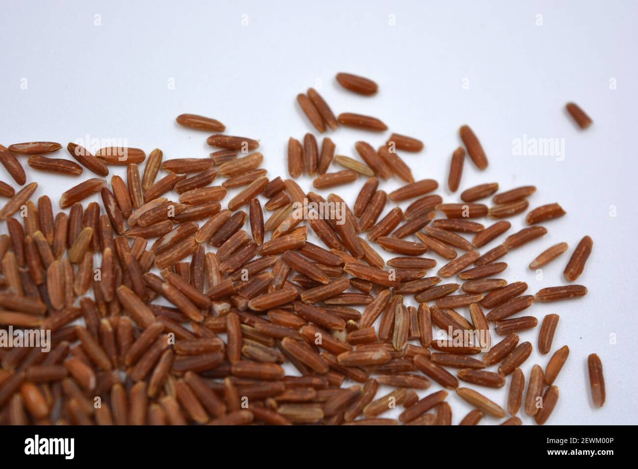 Red Rice Invasive Wild unwanted red rice raised on a white background Stock Photo - Alamy