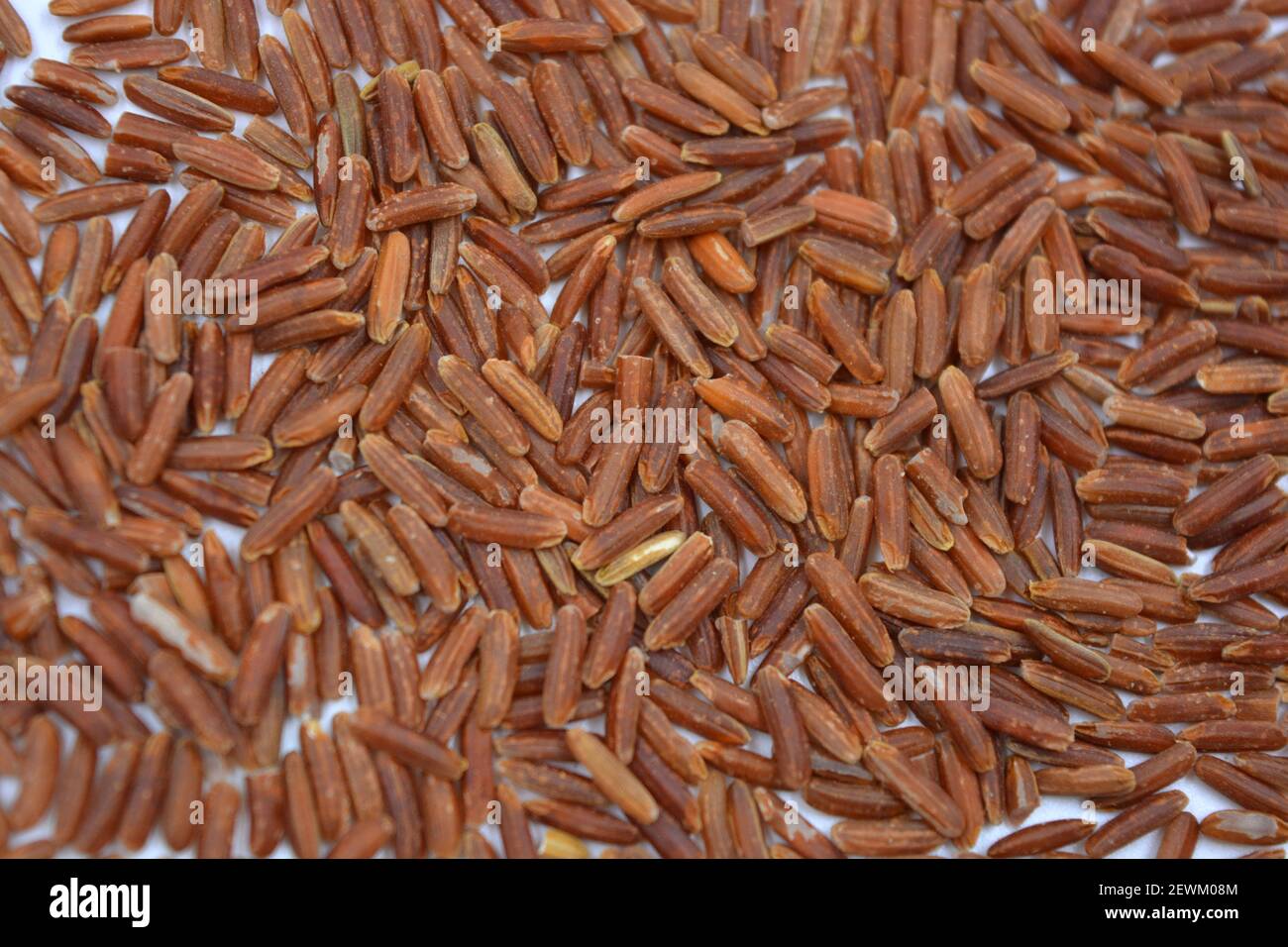 Red Rice Invasive Wild unwanted red rice raised on a white background Stock Photo - Alamy