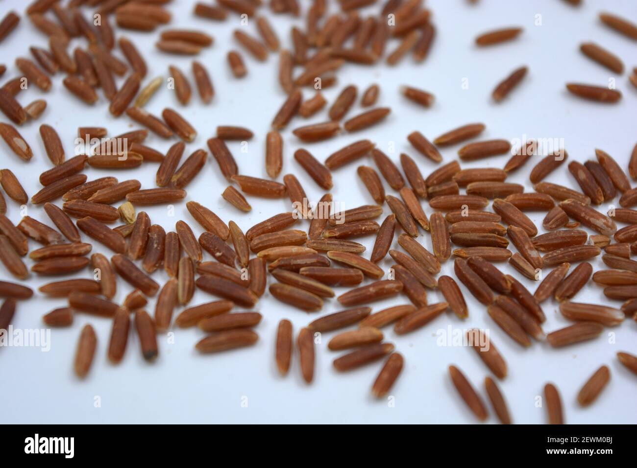 Red Rice Invasive Wild unwanted red rice raised on a white background Stock Photo - Alamy