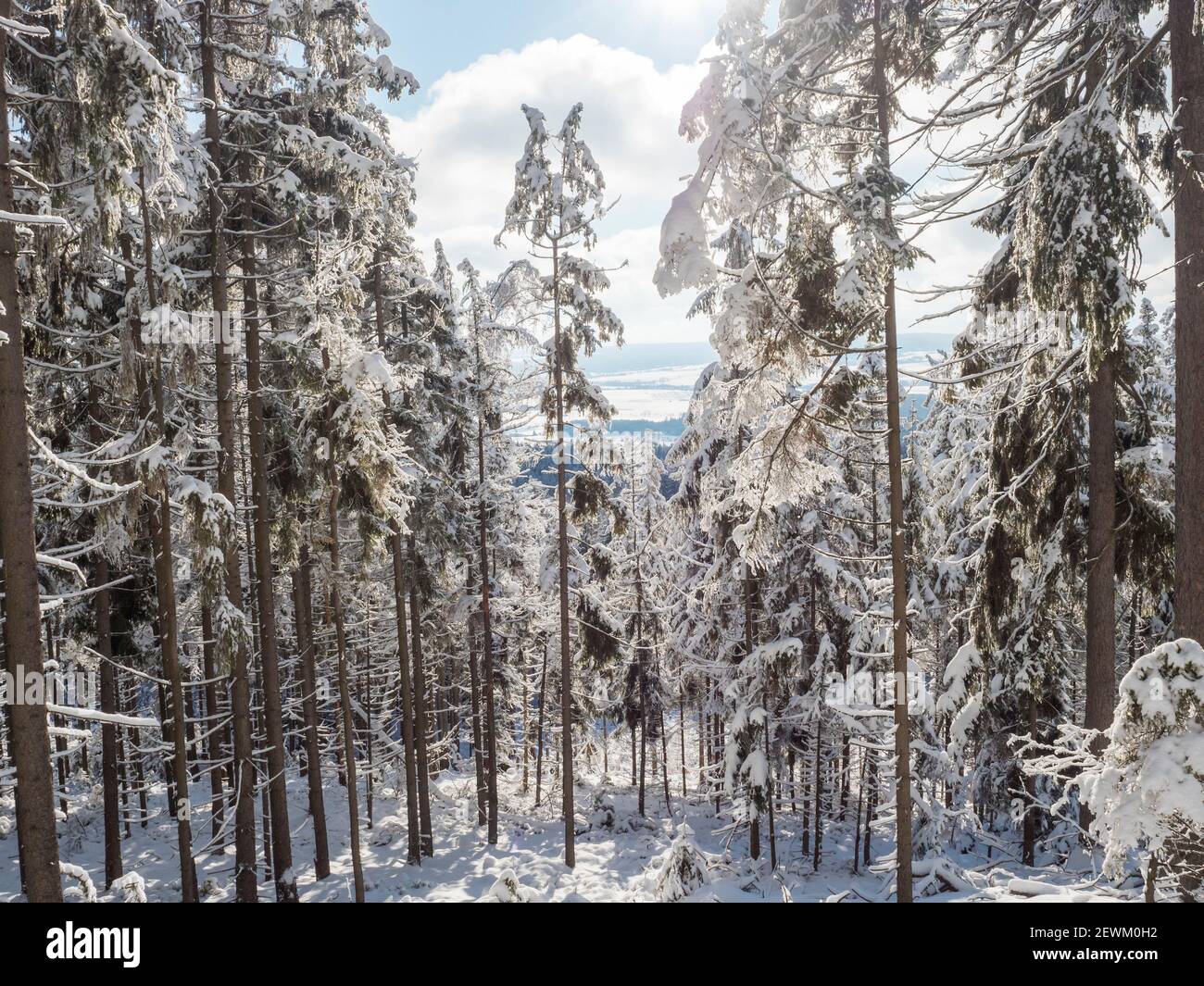 View of winter landscape with fields downhill over snowy spruce tree ...