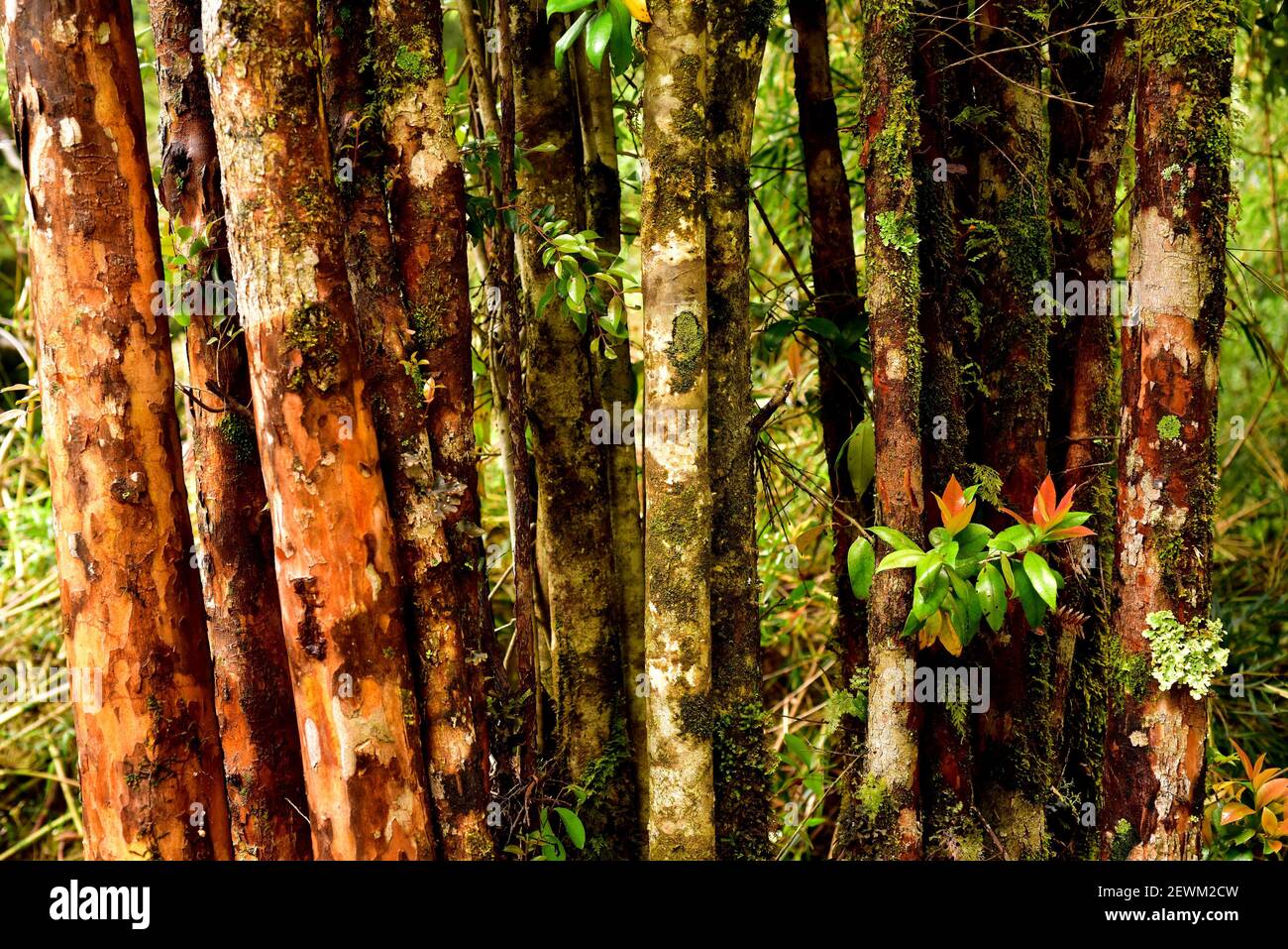 Bosque templado templado lluvioso hires stock photography and images