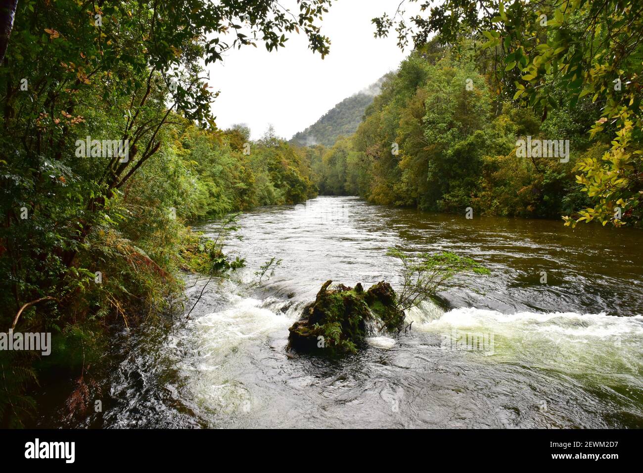 Bosque templado hi-res stock photography and images - Alamy