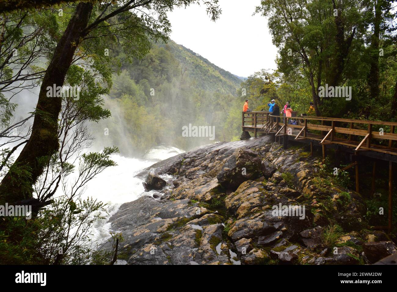 Bosque templado templado lluvioso hi-res stock photography and images ...