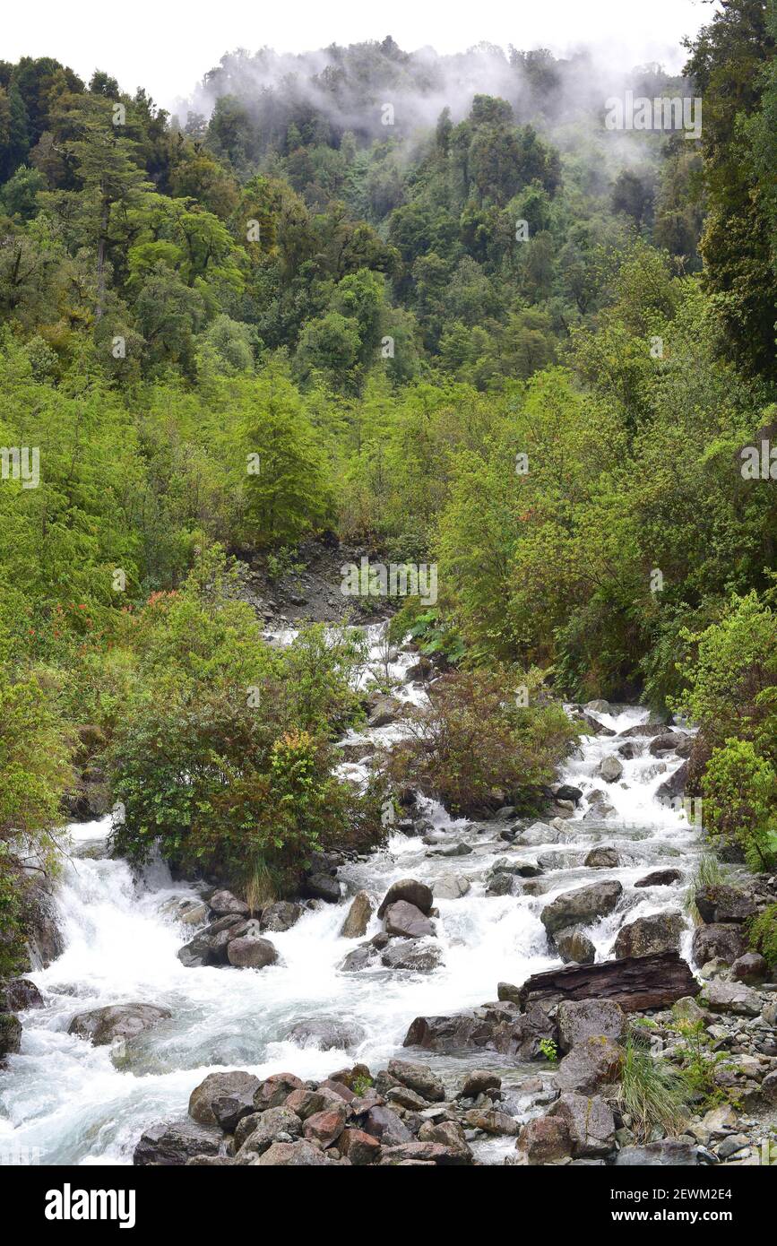 Bosque templado hi-res stock photography and images - Alamy