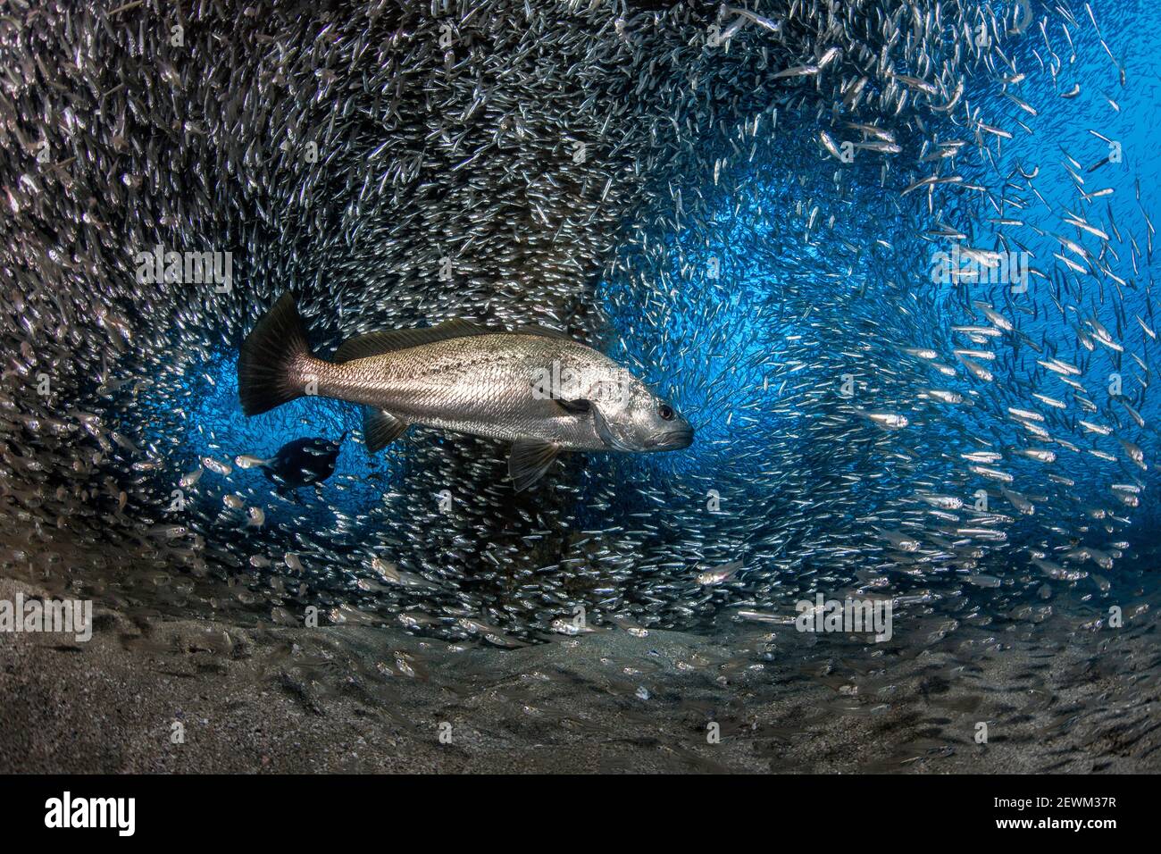 Fish underneath the HMAS Brisbane Wreck, Sunshine Coast, Queensland, Australia Stock Photo