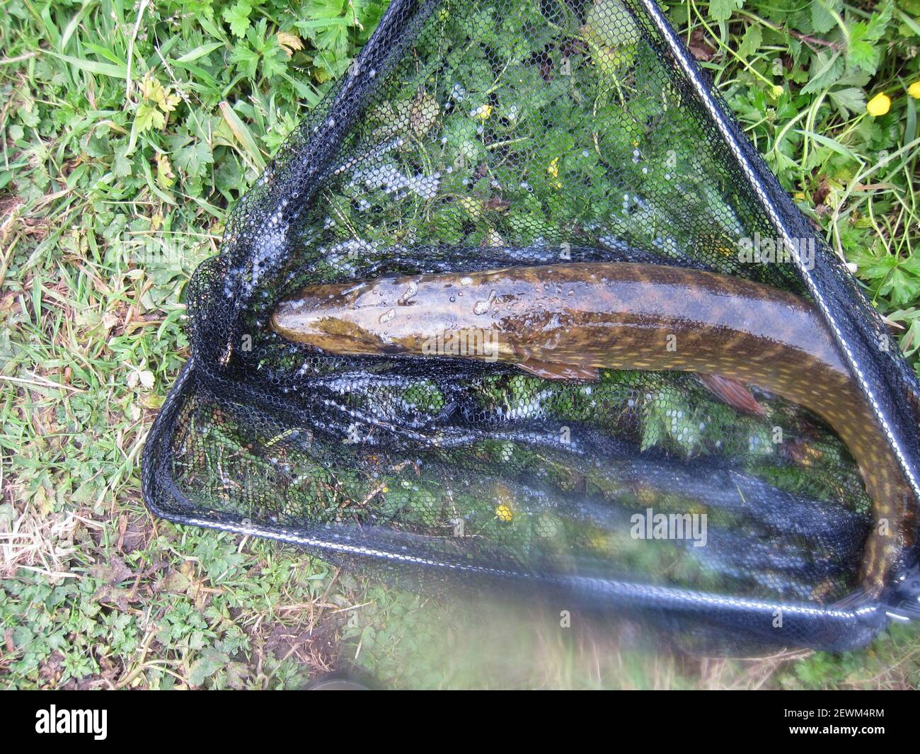 Pike in a landing net Stock Photo - Alamy