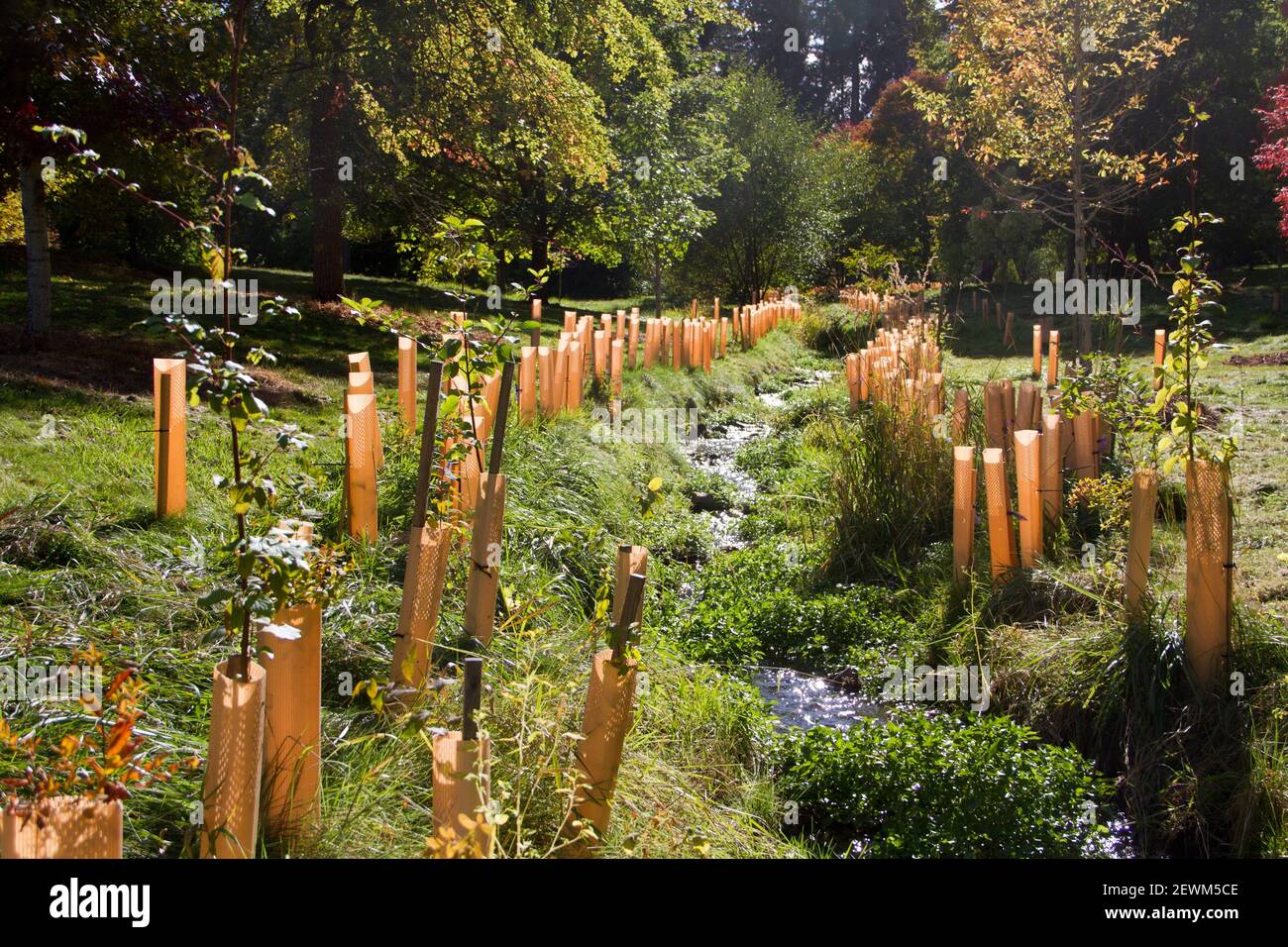 Stream with tree hi-res stock photography and images - Alamy