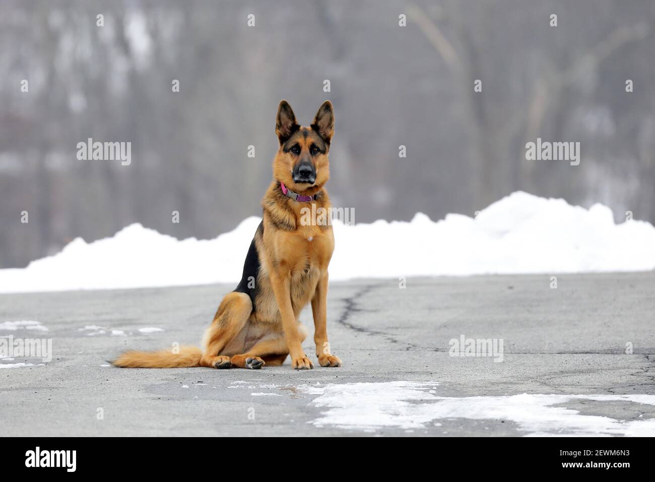 how do german shepherds do in winter