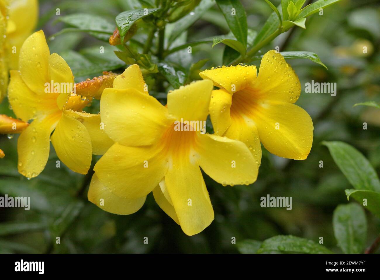 Allamanda cathartica, Allamsnda schottii, tropical flower, asia Stock Photo