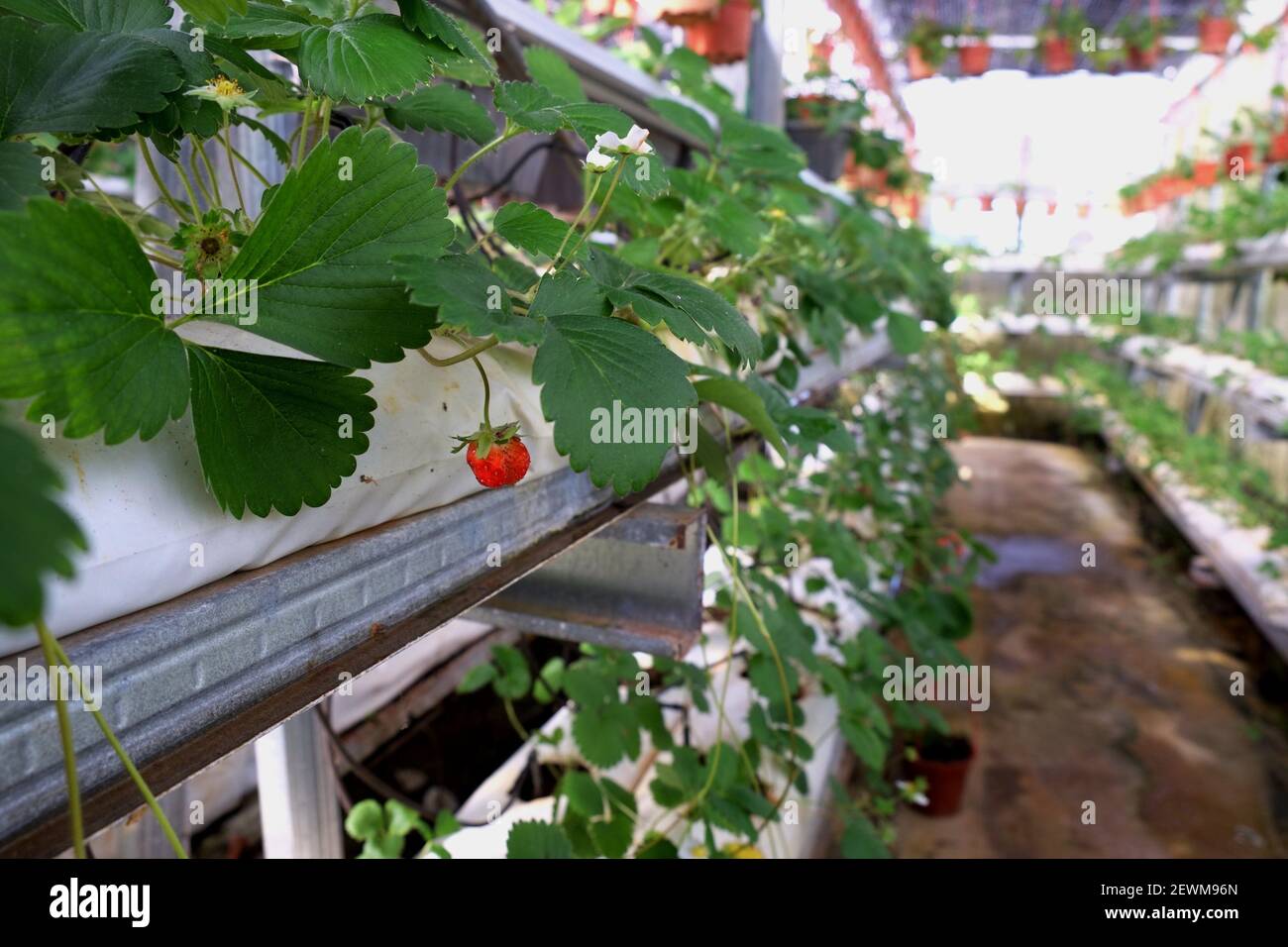 Nursery Operator Promotes Musang King Seedlings