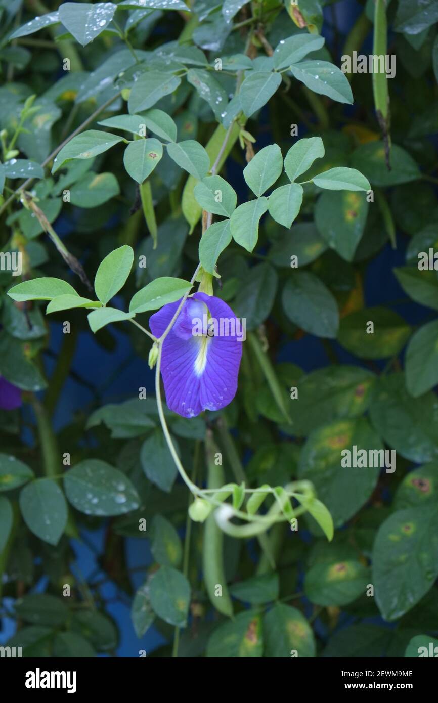 Asian pegeonwings, blue bellvine, blue pea, butterfly pea, is a plant species belonging to the family Fabaceae, Asia Stock Photo