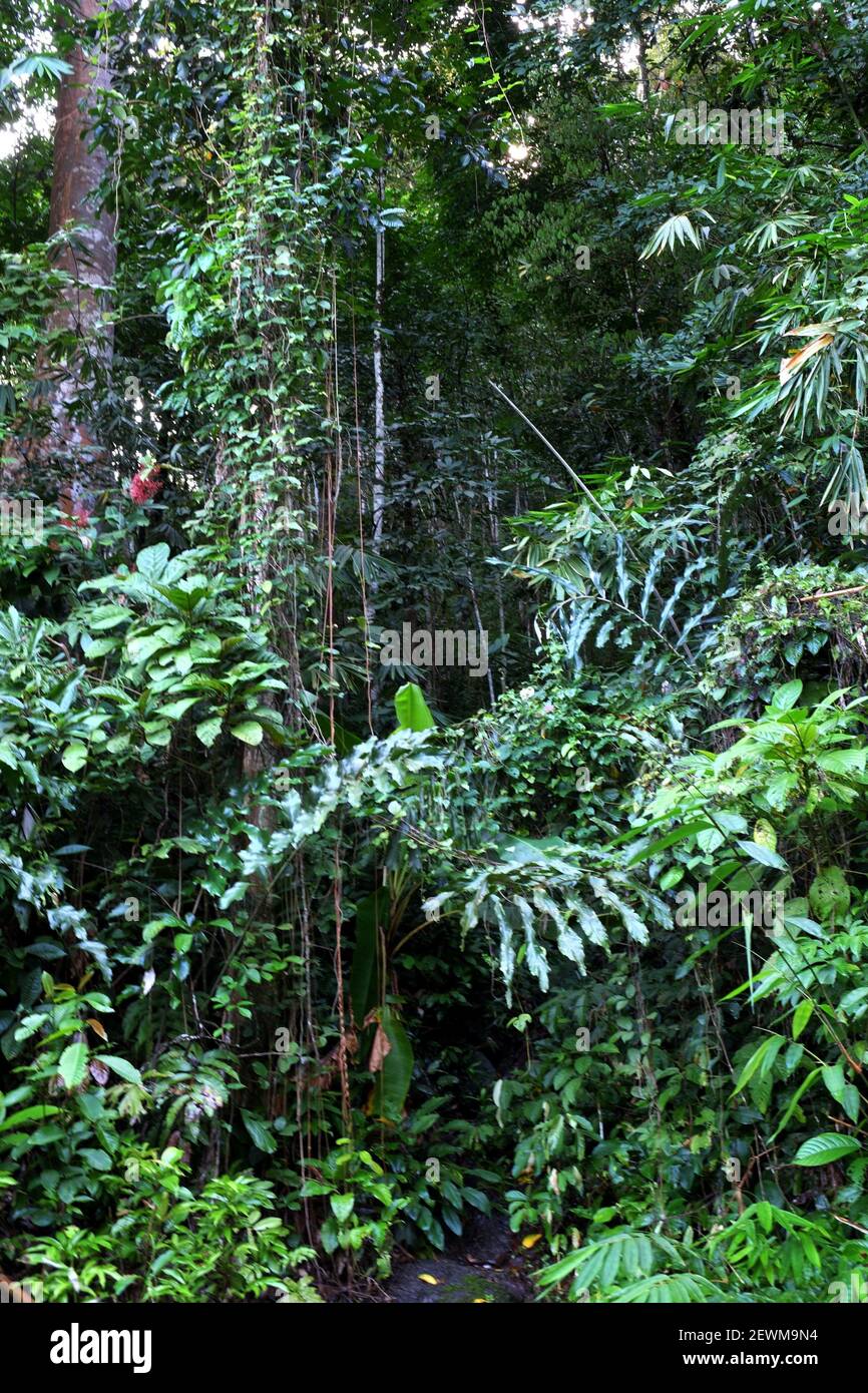 Tropical rain forest lanscape, kuching, sarawak, malaysia, borneo Stock Photo Alamy