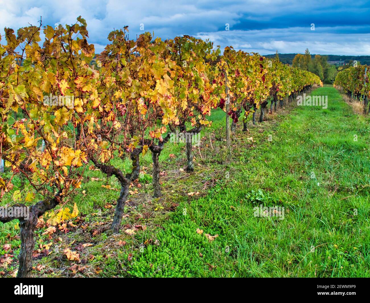 vineyards in autumn near Saint Julien dÕEymet, Dordogne Department, Nouvelle Aquitaine, France. Stock Photo