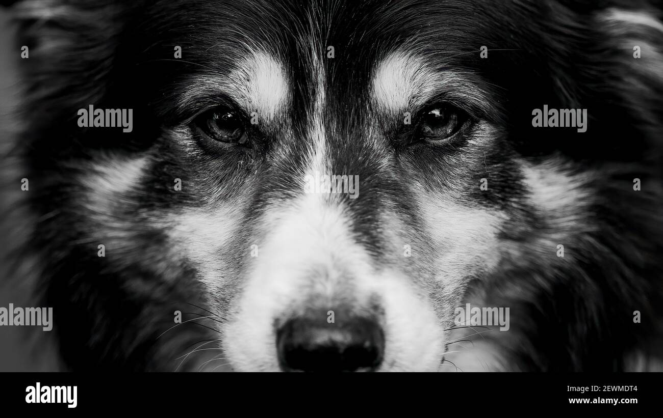 Border collie portrait with negative space Stock Photo