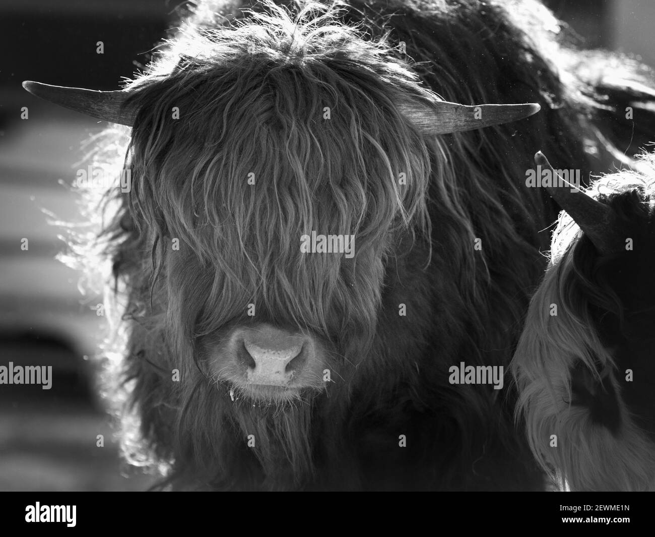 Scottish Highlandcattle close up portraits with negative space Stock Photo