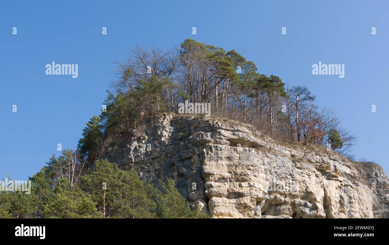 Pine trees on a rock from frog's eye perspective Stock Photo