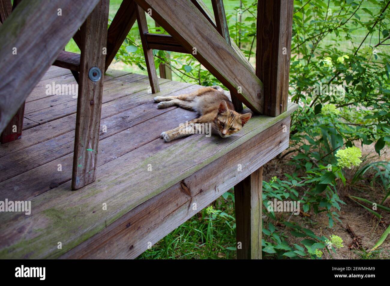 A small kitten laying on a wooden porch deck with green foliage summer ...