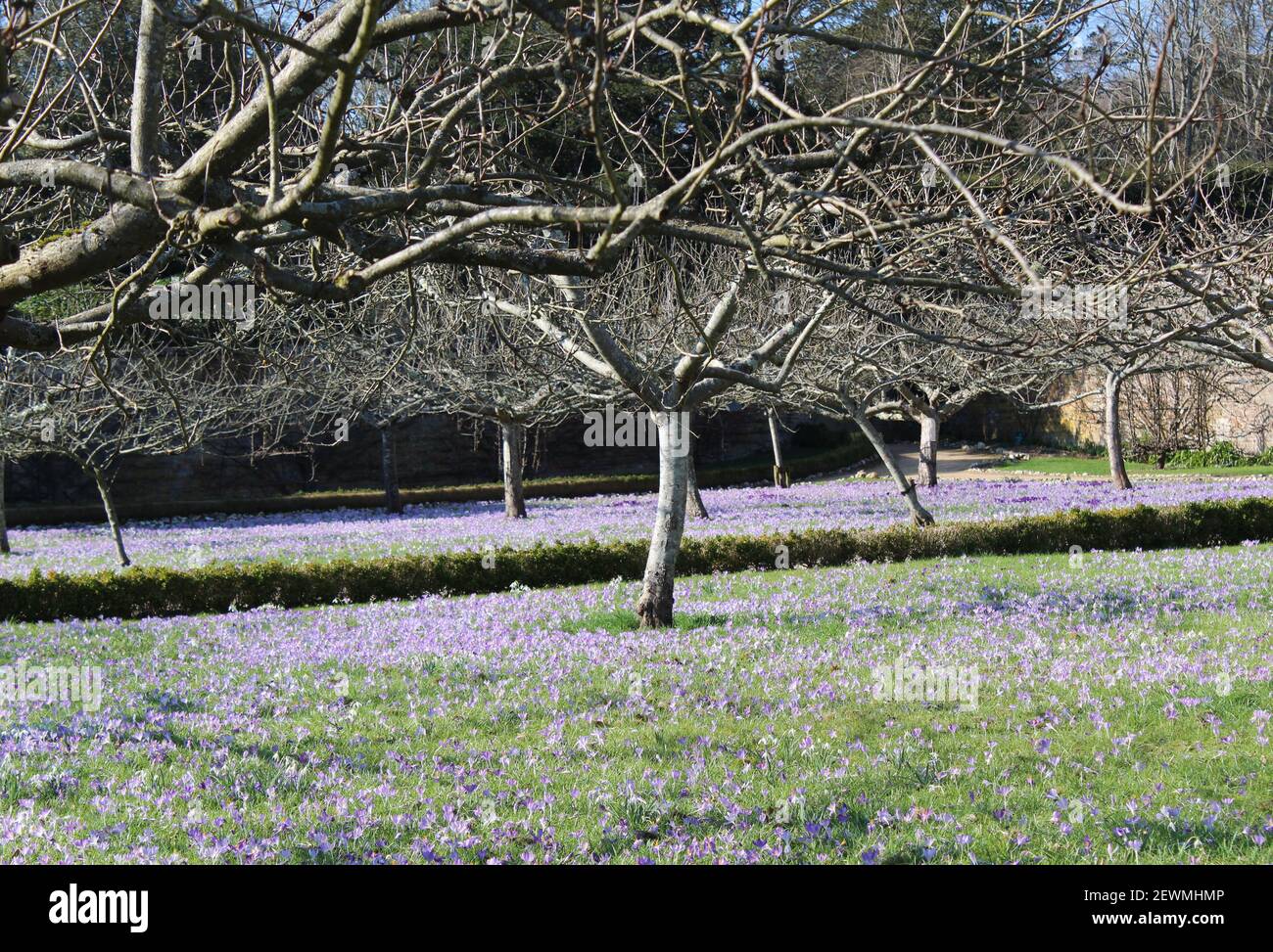 Beautiful display of spring bulbs in the orchard at West Dean Gardens, Chichester. Crocuses en masse in the late winter early - spring sunshine. Stock Photo