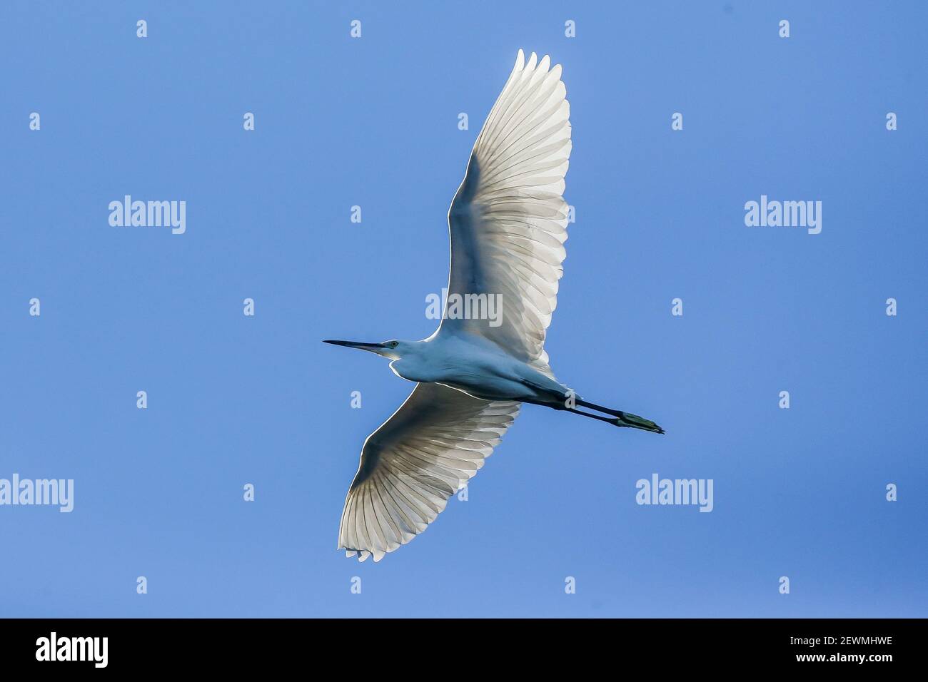 3 piñas hi-res stock photography and images - Alamy