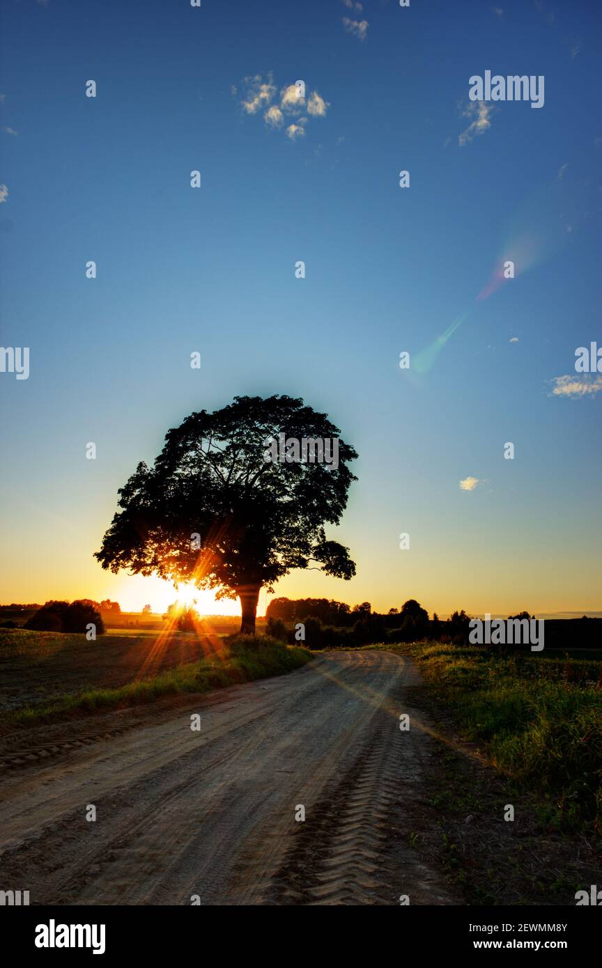 Landscape of idyllic tree near road in sunset background Stock Photo ...