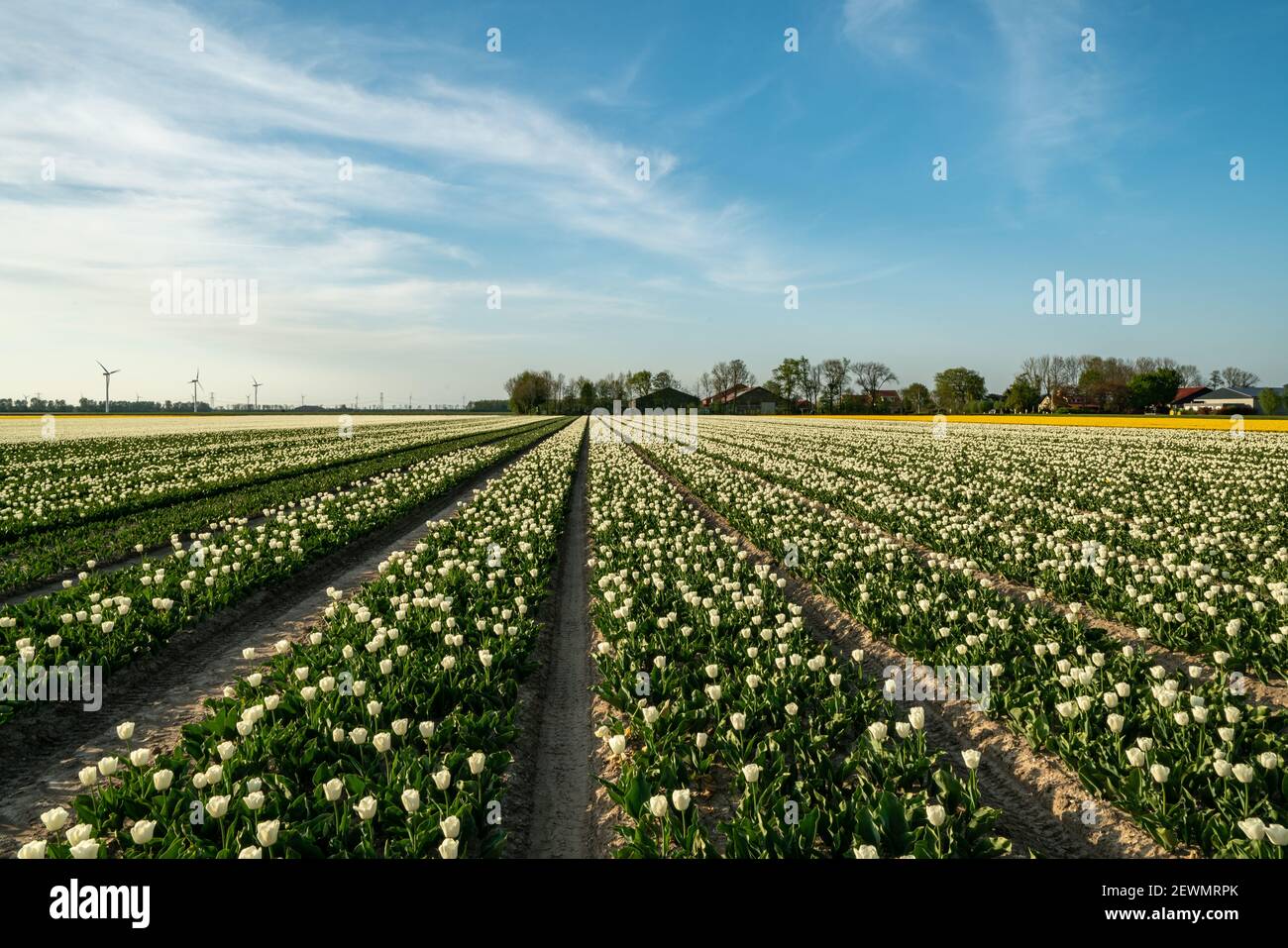 Tulip Flowers Production in Lisse,Netherlands. Stock Photo