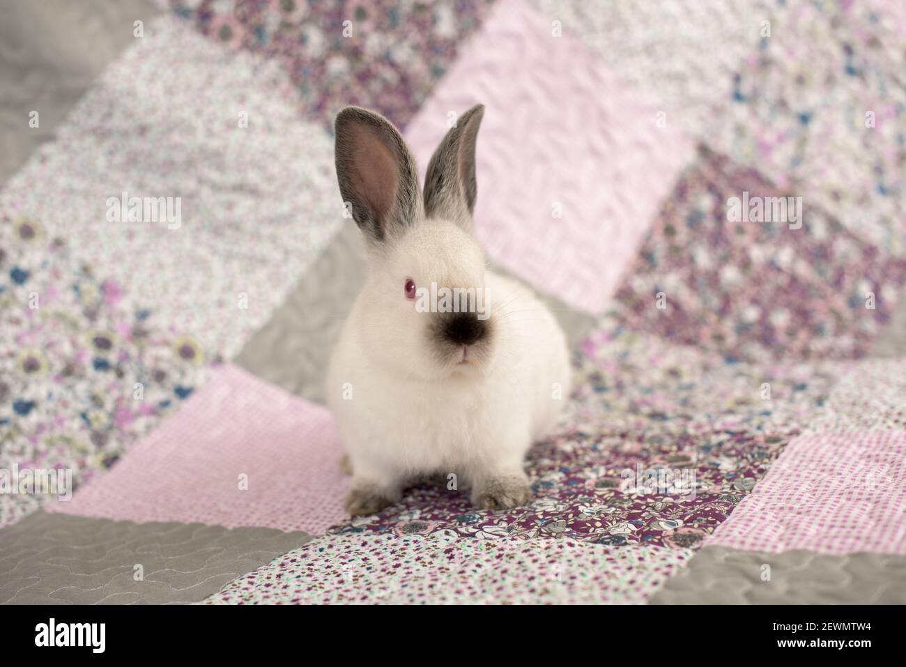 Premium Photo  A white rabbit with big eyes sits on a dark background.
