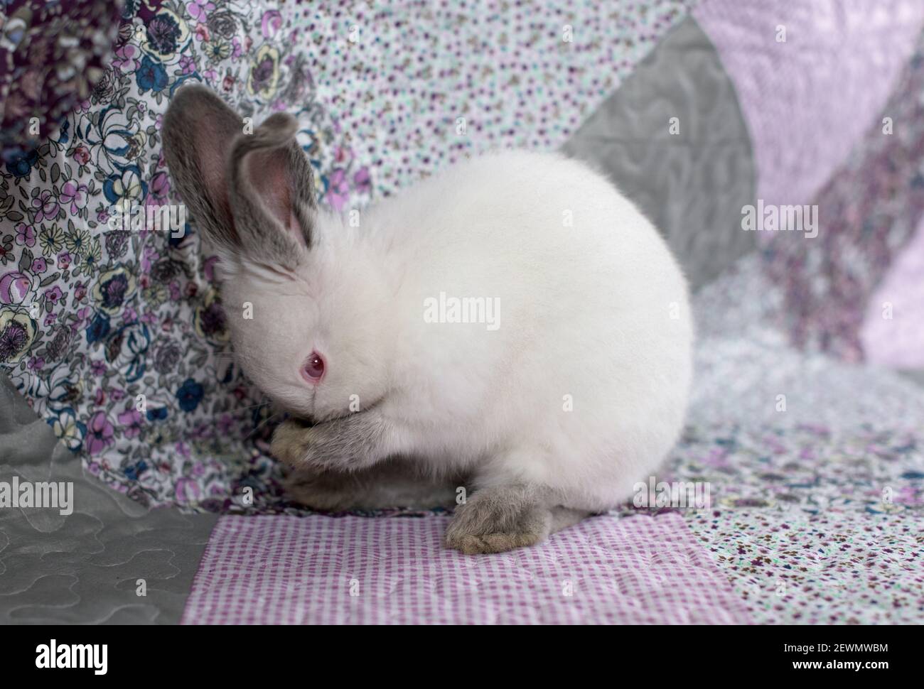 White Rabbit Pink Eyes High Resolution Stock Photography and Images Alamy