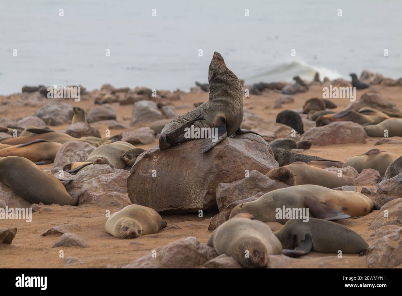 Red Rocks Seals Red rocks seal colony hi-res stock photography and images - Alamy