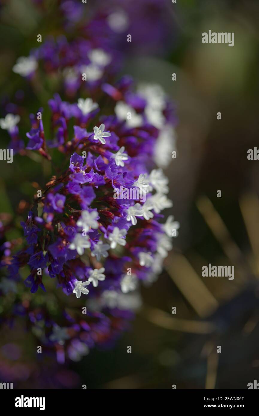 Flora of Gran Canaria -  Limonium preauxii, Sea lavender endemic to the island Stock Photo