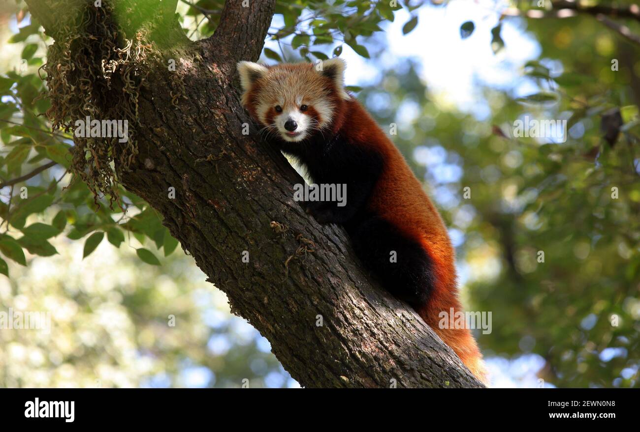 A red panda rests on the tree at Central Zoo in Lalitpur, Nepal, Nov. 8,  2016. Three red pandas are preserved and maintained at Central Zoo of  Nepal, equipped with air conditioned