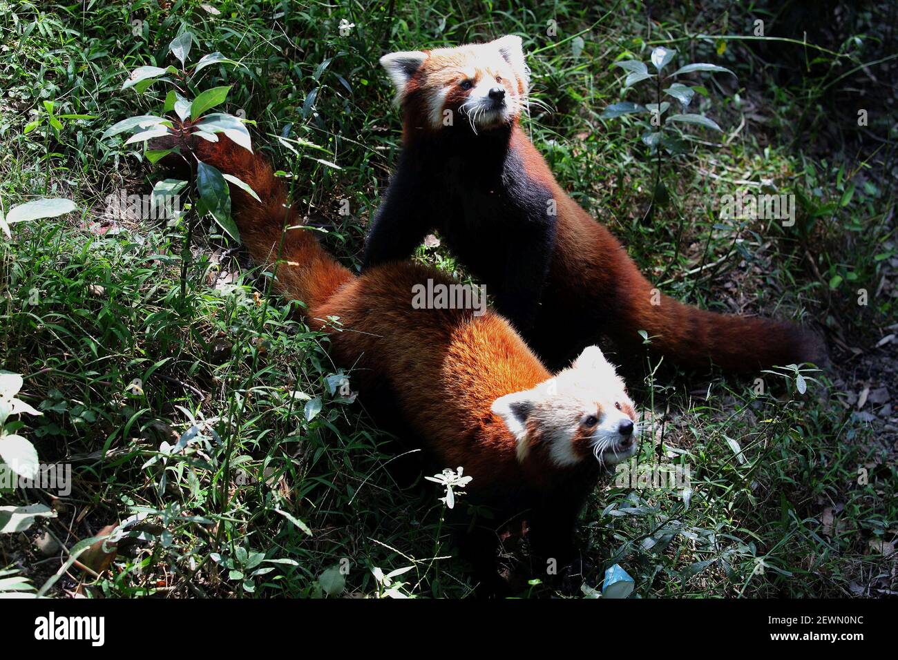 Red pandas wait for the given food at Central Zoo in Lalitpur, Nepal, Nov.  8, 2016. Three red pandas are preserved and maintained at Central Zoo of  Nepal, equipped with air conditioned