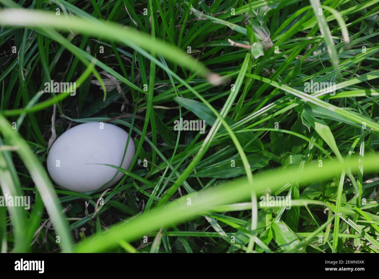 Easter egg hunt concept. Plain white chicken egg hidden on grass garden. Stock Photo