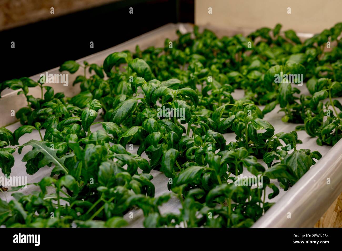 Growing basill and herbs in hydroponic system, seed pods made of rock ...