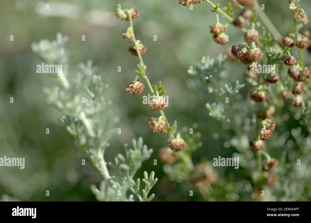 Flora of Gran Canaria - Artemisia reptans, wormwood species listed as protected on Canary Islands, natural macro floral background Stock Photo