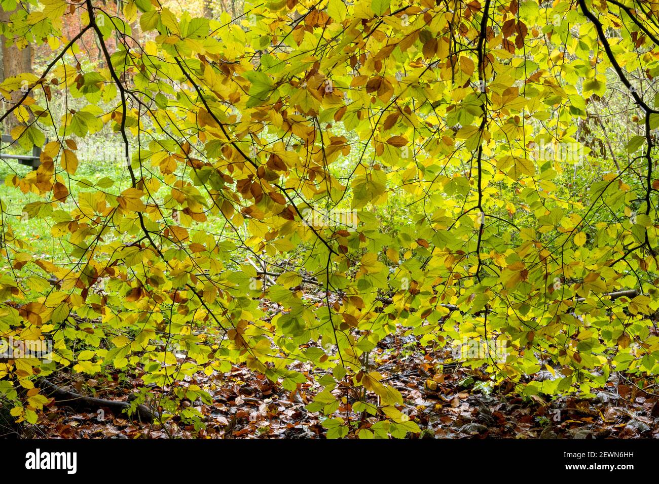 Autumn colour in Millington Woods, near Pocklington Stock Photo
