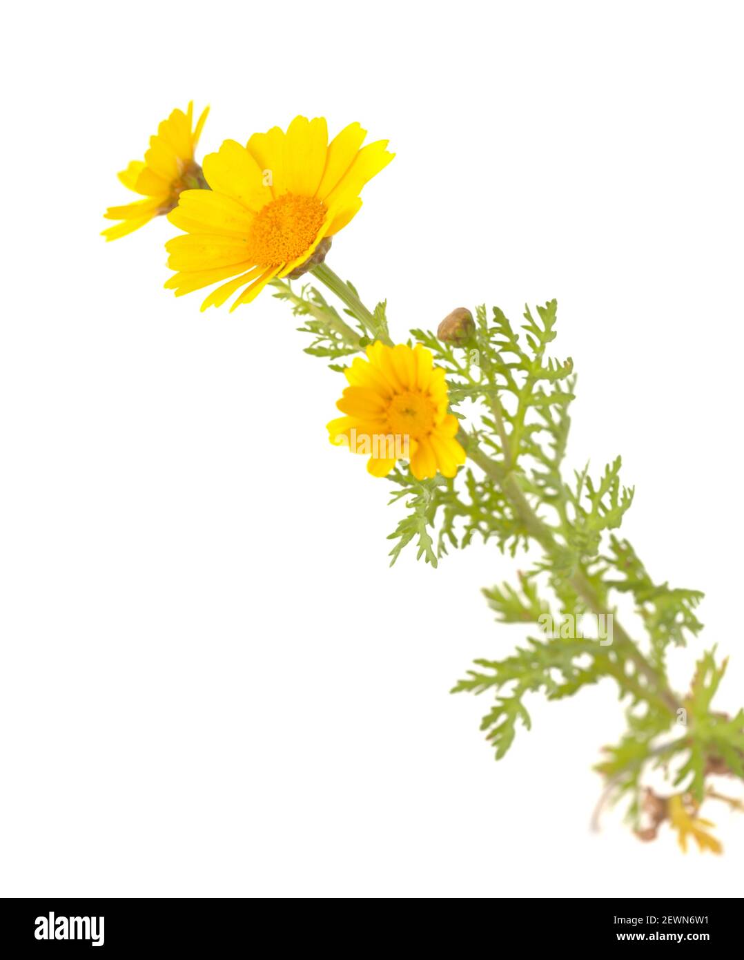 Flora of Gran Canaria - flowering yellow Glebionis coronaria aka garland chrysanthemum isolated on white background Stock Photo