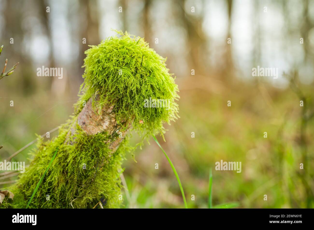 A forest in England in the spring / season Stock Photo